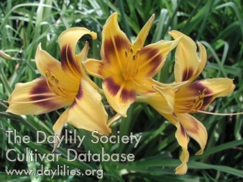 Daylily Marionette